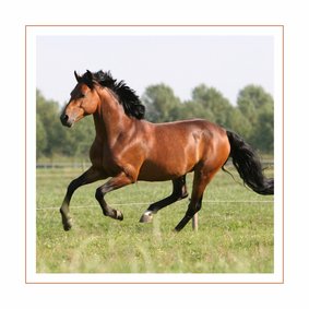 Dierenkaart galopperend paard