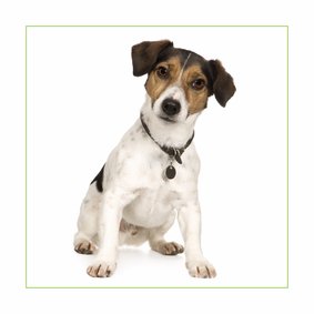 Dierenkaart Jack russel