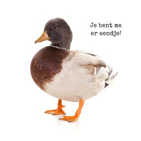 Dierenkaart - Je bent me er eendje!