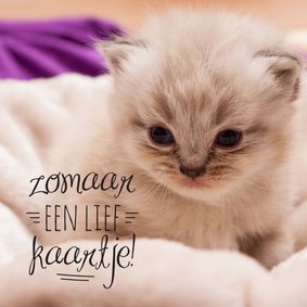 Dierenkaart kitten zomaar