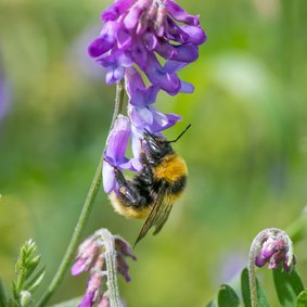 Dierenkaart met gele hommel op paarse wikke bloem