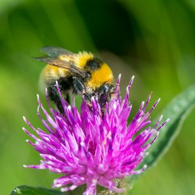 Dierenkaart met knalgele hommel op distel