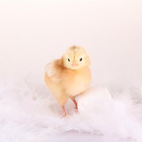 Dierenkaart met kuiken