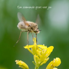 Dierenkaart met zwevend insect boven een gele bloem