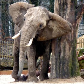 Dierenkaart olifant met jeuk