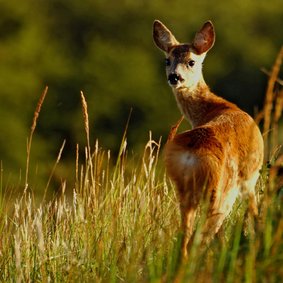 Dierenkaart ree kijkt om