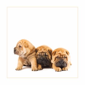 Dierenkaart Sharpei puppies