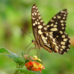 Dierenkaart Vlinder op bloem