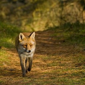 Dierenkaart vos loopt naar je toe