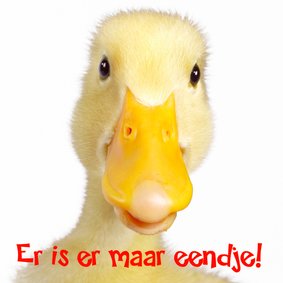 Er is er maar eendje