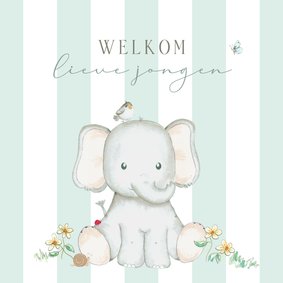 Felicitatie geboorte olifant jongen vogel strepen