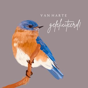 Felicitatiekaart blauw oranje vogel