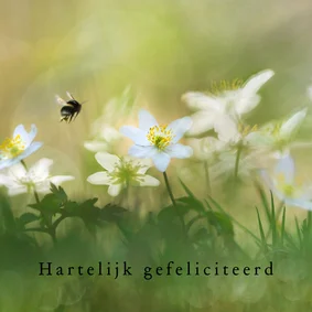 Felicitatiekaart met witte bosanemonen