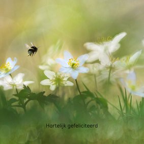 Felicitatiekaart met witte bosanemonen