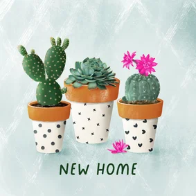 Felicitatiekaart vetplanten in zwart-wit terracotta potjes