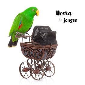 Geboortekaart | Hoera een jongen | Papegaai kinderwagen