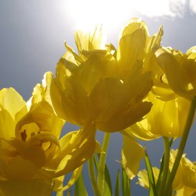 gele tulpen met zon