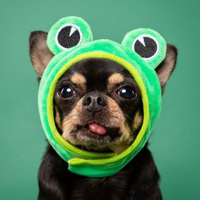 Grappige beterschapskaart van hond met kikkermuts en tong