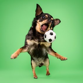 Grappige hondenkaart van chihuahua in actie met voetbal