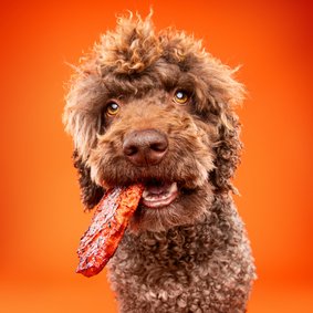 Grappige hondenkaart van hond met stuk vlees in bek