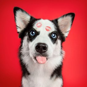Grappige liefdeskaart van hond met tong en kusjes op vacht