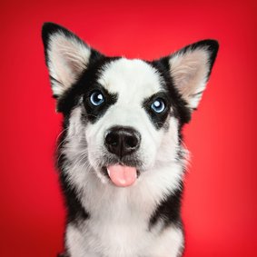 Grappige liefdeskaart van hond met uitgestoken tongetje