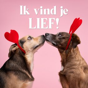 Grappige valentijnskaart met hondjes ik vind je lief