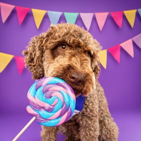 Grappige verjaardagskaart van hond met lolly en slingers