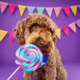 Grappige verjaardagskaart van hond met lolly en slingers