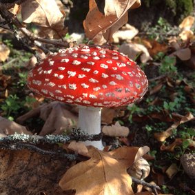 Herfst Paddestoel rood met witte stippen