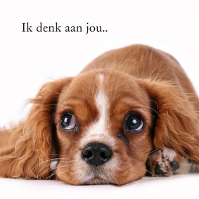 Ik denk aan jou hond