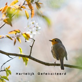 Jarig met voorjaarsroodborst