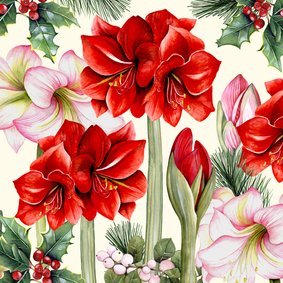 Kerst amaryllis bloem en knop