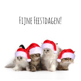 Kerstkaart 4 kerstmuts poesjes