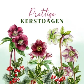 Kerstkaart helleborus met hulsttakken