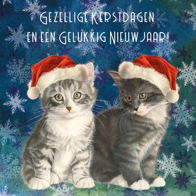 Kerstkaart kittens in blauw