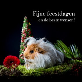 Kerstkaart met langharige cavia kerst