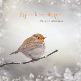 Kerstkaart met winter-roodborst