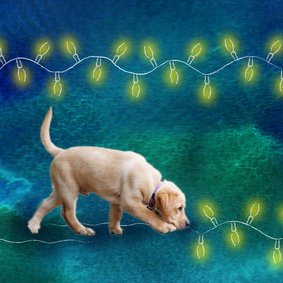 KNGF bedankkaart puppy en lichtjes