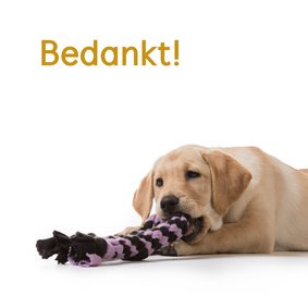 KNGF bedankkaartje met hond en touw