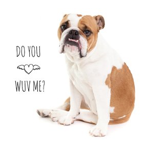 Liefde - Do you wuv me - Bulldog hond