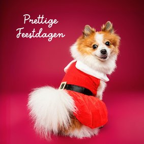 Lieve, grappige kerstkaart van hondje met kerstpakje 
