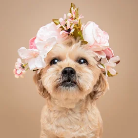 Lieve hondenkaart van klein hondje met bloemenkrans op kop