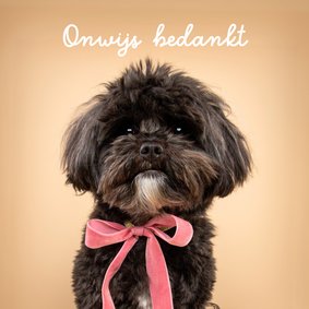 Lieve hondenkaart van zwart hondje met roze strik om nek 