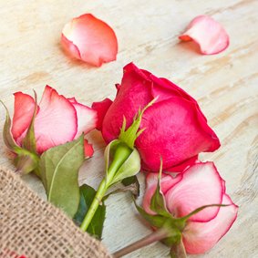 Moederdag kaart met drie delicate roze rozen 