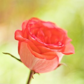 Moederdag kaart met een roze roos op een groene chtergrond