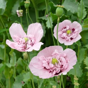 Mooie bloemenkaart met roze klaprozen