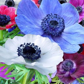 Mooie verjaardagskaart met Anemonen in diverse kleuren