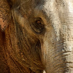 Olifant close-up