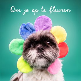 Opfleurende hondenkaart van boomer hond met bloemenmuts op